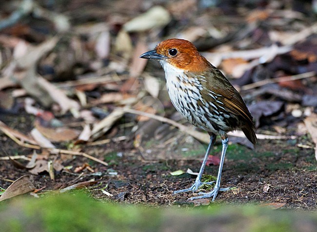 Roestkapmierpitta, Chestnut-crowned Antpitta, Grallaria ruficapilla stock-image by Agami/Marc Guyt,