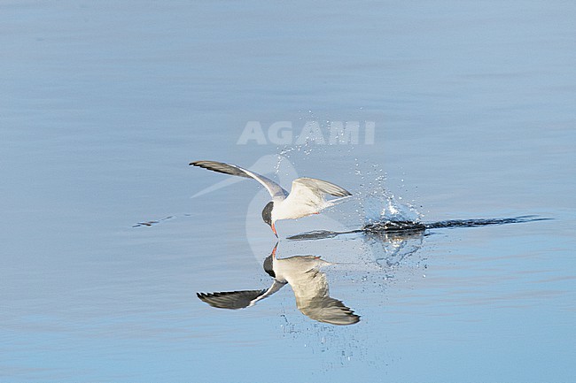  stock-image by Agami/Menno van Duijn,