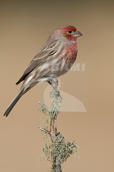 Adult male
Los Alamos Co., NM
December 2008 stock-image by Agami/Brian E Small,