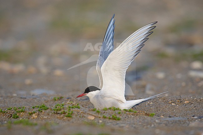 Adult Arctic Tern, Sterna paradisaea) in breeding plumage at Seward Peninsula, Alaska, United States. stock-image by Agami/Brian E Small,