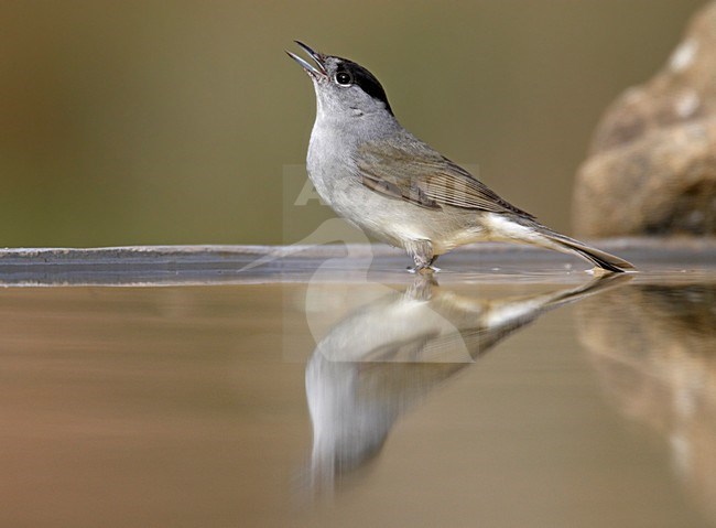 Drinkend Mannetje Zwartkop, Male Eurasian Blackcap drinking stock-image by Agami/Markus Varesvuo,
