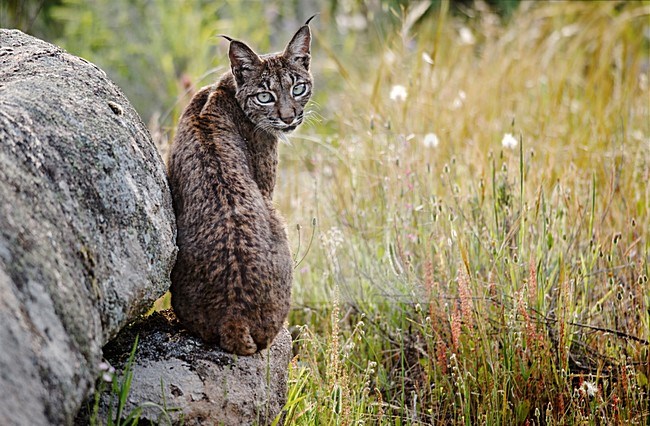 Spaanse Lynx, Iberian Lynx stock-image by Agami/Marten van Dijl,