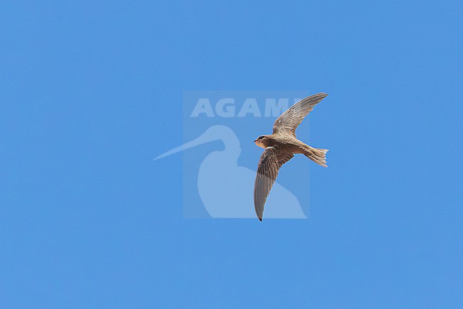 Pallid Swift (Apus pallidus) from above during a migratory flight at Cap Blanc, Nouadhibou. stock-image by Agami/David Monticelli,