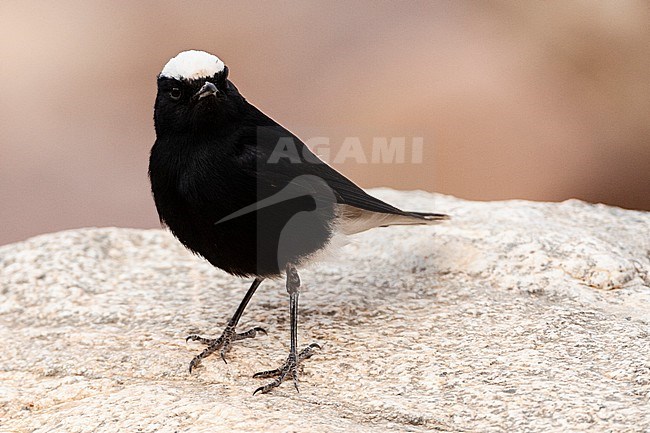 White-crowned Wheatear (Oenanthe leucopyga) in desert canyon near Eilat, Israel. stock-image by Agami/Marc Guyt,