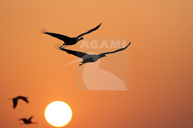 Two pairs of Demoiselle Cranes (Grus virgo) flying against setting sun in Khichan Bird Sanctuary, India. stock-image by Agami/James Eaton,