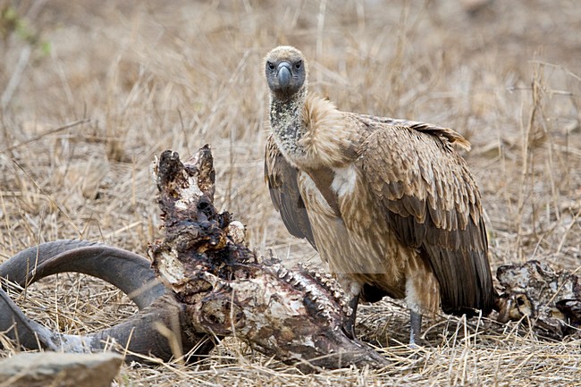 Witruggier, African White-backed Vulture, Gyps africanus stock-image by Agami/Marc Guyt,