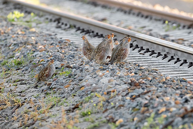 Groepje Patrijzen langs spoorlijn; Group of Grey Partridge near railway stock-image by Agami/Hans Gebuis,