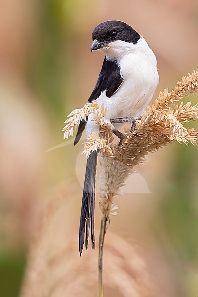 Long-tailed Fiscal (Lanius cabanisi) perched in reed in Tanzania. stock-image by Agami/Dubi Shapiro,