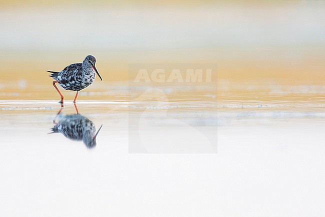 Spotted Redshank, Tringa erythropus, Germany, adult, moulting into winter plumage in early autumn stock-image by Agami/Ralph Martin,