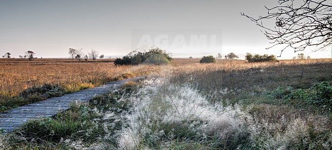 Hoge Venen N.P. , High Fenns N.P. stock-image by Agami/Rob Riemer,