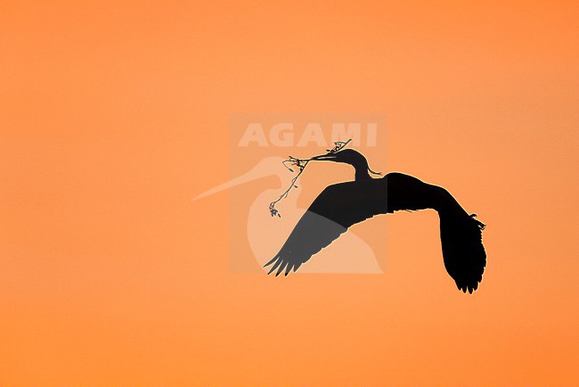 Grey Heron in the Spring stock-image by Agami/Chris van Rijswijk,