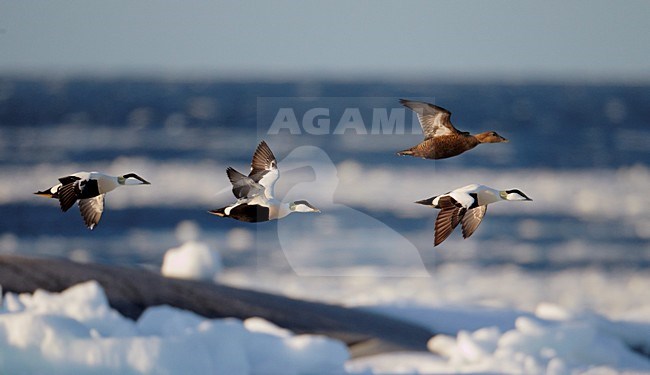 Eiders in de vlucht; Common Eiders in flight stock-image by Agami/Markus Varesvuo,