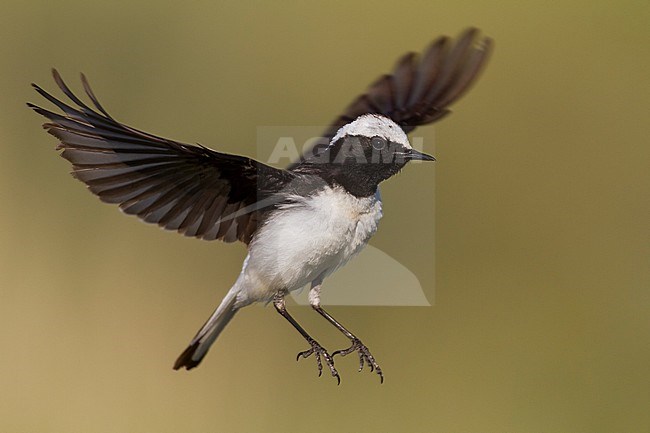 Pied Wheatear - Nonnensteinschmätzer - Oenanthe pleschanka, Kazakhstan, adult male stock-image by Agami/Ralph Martin,