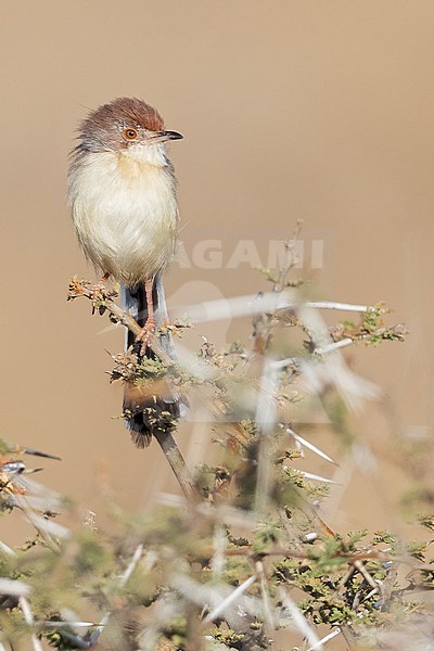 Red-fronted Prinia (Prinia rufifrons) perched on top of a bush in Tanzania. stock-image by Agami/Dubi Shapiro,