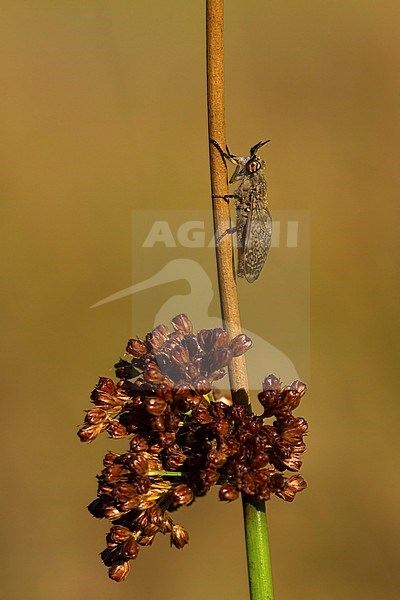 Regendaas; Horse fly; stock-image by Agami/Walter Soestbergen,