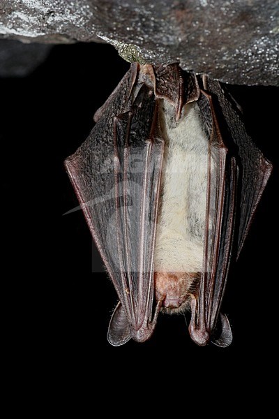 Vale Vleermuis hangend in een grot; Greater Mouse-eared Bat hanging in a cave stock-image by Agami/Theo Douma,