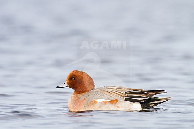 Smient, Eurasian Wigeon, Anas penelope wintering birds on lake during frost period. First winter or second calendar year male. stock-image by Agami/Menno van Duijn,