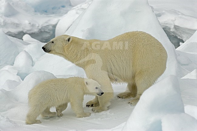 Polar Bear with young; IJsbeer met jong stock-image by Agami/Roy de Haas,