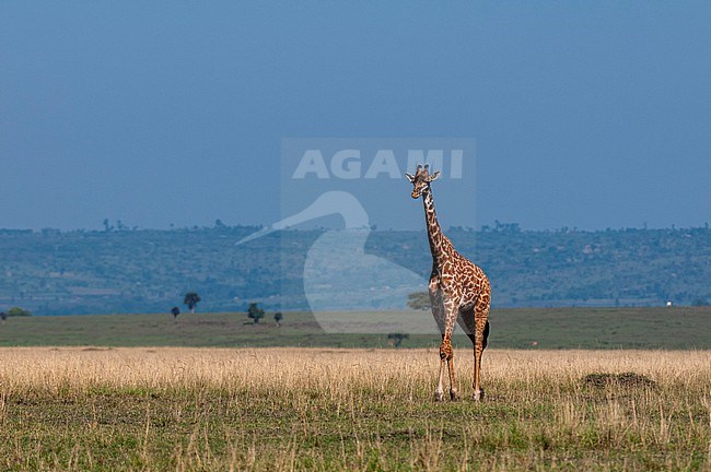 A Masai giraffe, Giraffa camelopardalis, walking in the savanna. Masai Mara National Reserve, Kenya. stock-image by Agami/Sergio Pitamitz,
