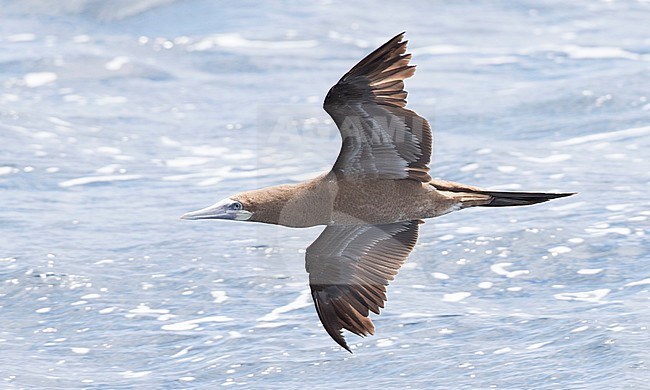 Immature Brown Booby (Sula leucogaster) in flight against the sea as background off Saint Patrick in Dominica. stock-image by Agami/Brian Sullivan,