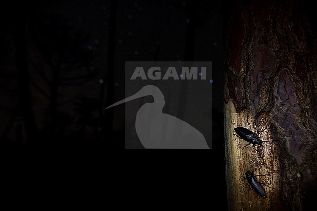 Ergates faber - Mulmbock, France (Landes), imago, female, ovulating stock-image by Agami/Ralph Martin,