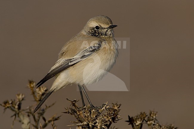 Desert Wheatear immature male; Woestijntapuit onvolwassen man stock-image by Agami/Daniele Occhiato,