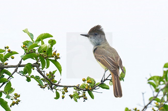 Adult
Nuevo Leon, Mexico
May 2022 stock-image by Agami/Brian E Small,