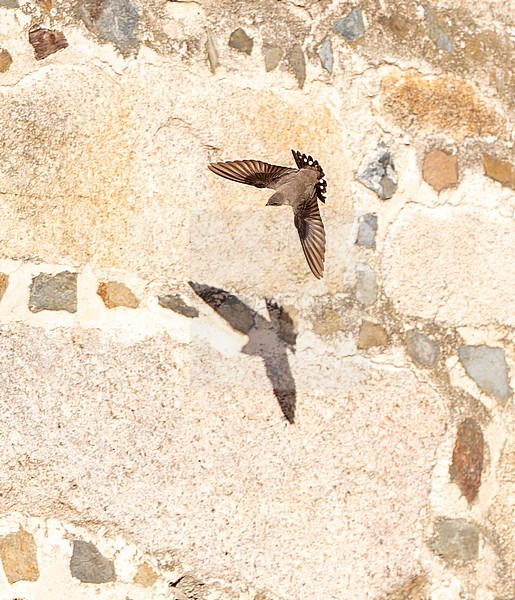 Crag Martin (Ptyonoprogne rupestris) in flight in Spain. Flying in front of an ancient castle wall. stock-image by Agami/Marc Guyt,