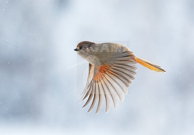 Taigaigaai in vlucht, Siberian Jay in flight stock-image by Agami/Markus Varesvuo,