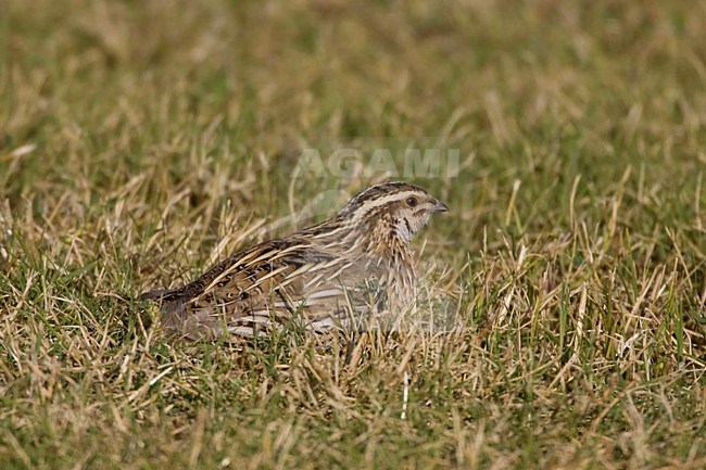 Common Quail zittend in gras; Kwartel perched in gras stock-image by Agami/Arie Ouwerkerk,