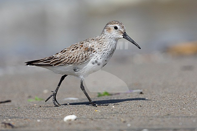 Dunlin (Calidris alpina), side view of an adult moulting to breeding plumage, Campania, Italy stock-image by Agami/Saverio Gatto,