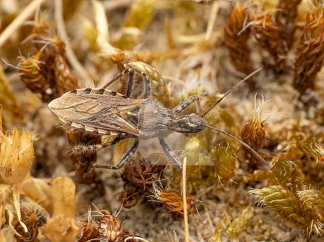 Imago Coranus kerzhneri searching for prey stock-image by Agami/Arnold Meijer,