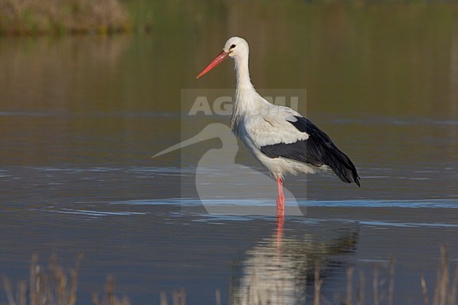 White Stork; Ooievaar stock-image by Agami/Daniele Occhiato,