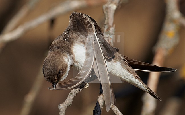 Oeverzwaluw poetsend op een tak; Sand Martin preening on a branch stock-image by Agami/Markus Varesvuo,