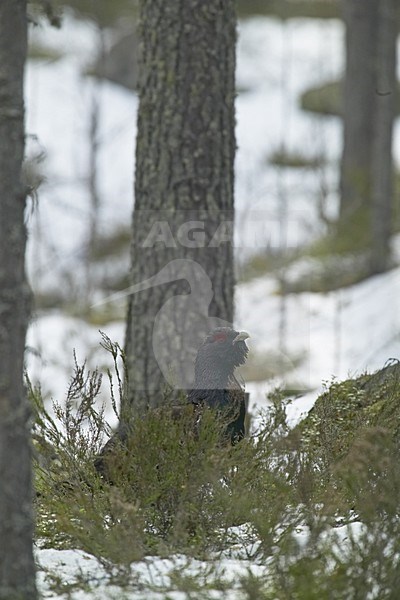 Capercaillie male standing in the snow; Auerhoen man staand in de sneeuw stock-image by Agami/Jari Peltomäki,