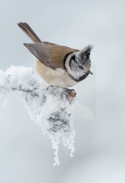 Kuifmees op besneeuwde tak; European Crested Tit in snow stock-image by Agami/Markus Varesvuo,