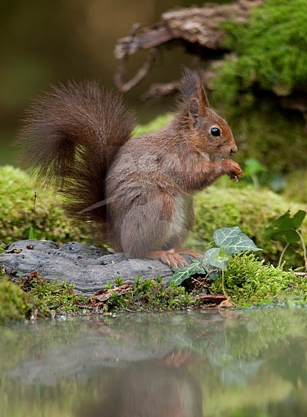 Eekhoorn bij een met mos omgeven bospoel; Red Squirrel by a forrest pool stock-image by Agami/Han Bouwmeester,