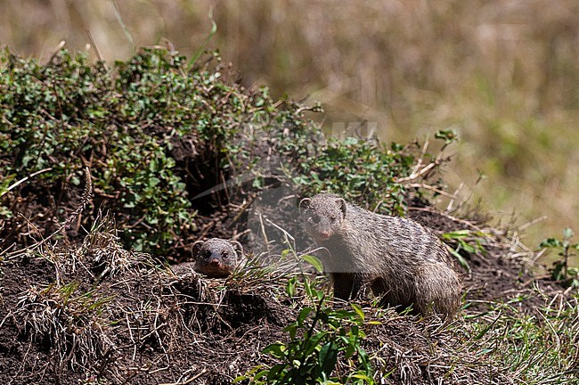 Portrait of two banded mongooses, Mungos mungo, at the entrance to their den. Masai Mara National Reserve, Kenya. stock-image by Agami/Sergio Pitamitz,