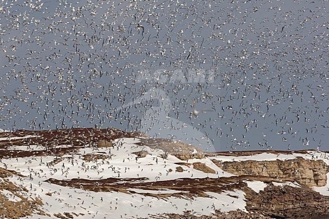 Drieteenmeeuw kolonie; Black-legged Kittiwake colony stock-image by Agami/Arie Ouwerkerk,