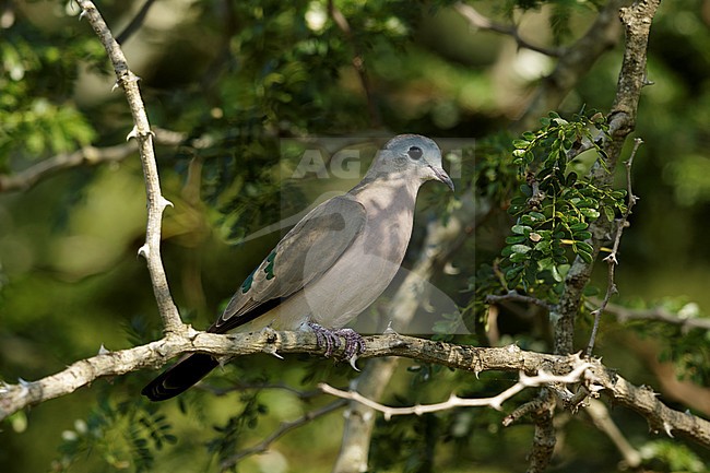 smaragdvlekduif zittend op tak; Emerald-spotted-wood-dove sitting on branch; stock-image by Agami/Walter Soestbergen,