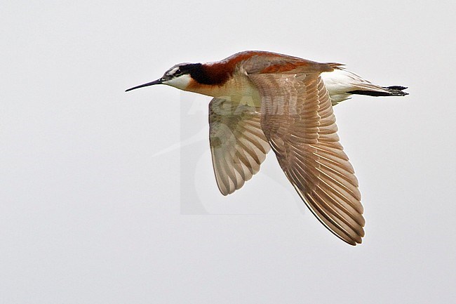 Wilson's Phalarope (Phalaropus tricolor) flying over a small pond in Alberta, Canada. stock-image by Agami/Glenn Bartley,