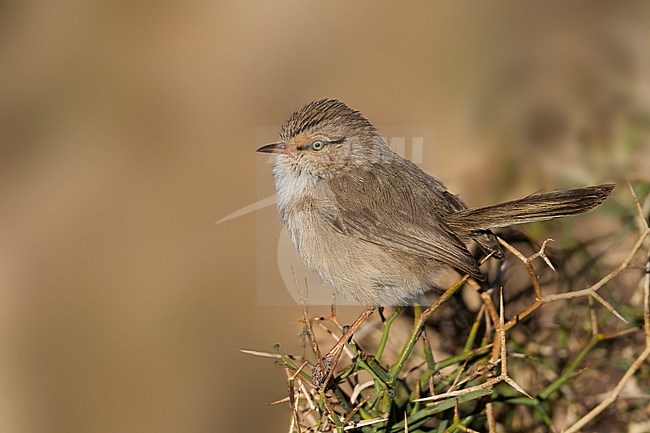 Streaked Scrub-warbler - Wüstenprinie - Scotocerca inquieta ssp. saharae, Morocco stock-image by Agami/Ralph Martin,