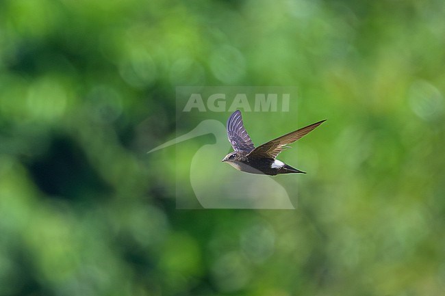 House Swift, Apus nipalensis, in Nakhon Ratchasima, Thailand. stock-image by Agami/Sylvain Reyt,