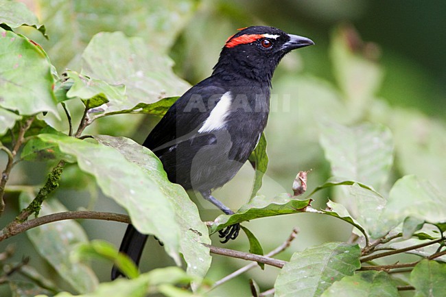 Wenkbrauwkuiftangare; Scarlet-browed Tanager stock-image by Agami/Marc Guyt,