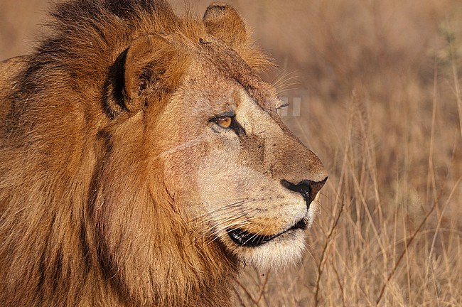 Close up portrait of a male lion, Panthera leo. Chief Island, Moremi Game Reserve, Okavango Delta, Botswana. stock-image by Agami/Sergio Pitamitz,