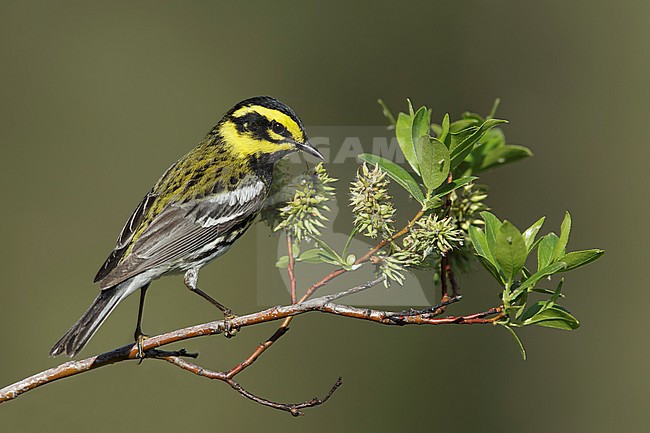 Adult male
Kamloops, British Columbia
June 2015 stock-image by Agami/Brian E Small,