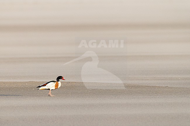  stock-image by Agami/Menno van Duijn,