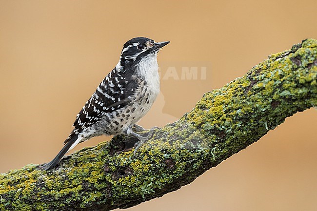 Adult female
Santa Barbara Co., CA
November 2022 stock-image by Agami/Brian E Small,