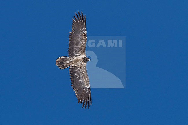 Immature Bearded Vulture (Gypaetus barbatus) flying against blue sky  in the swiss alps. stock-image by Agami/Marcel Burkhardt,