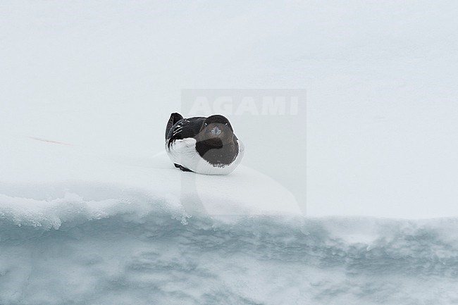 A little auk, Alle alle, resting on ice. Nordaustlandet, Svalbard, Norway stock-image by Agami/Sergio Pitamitz,